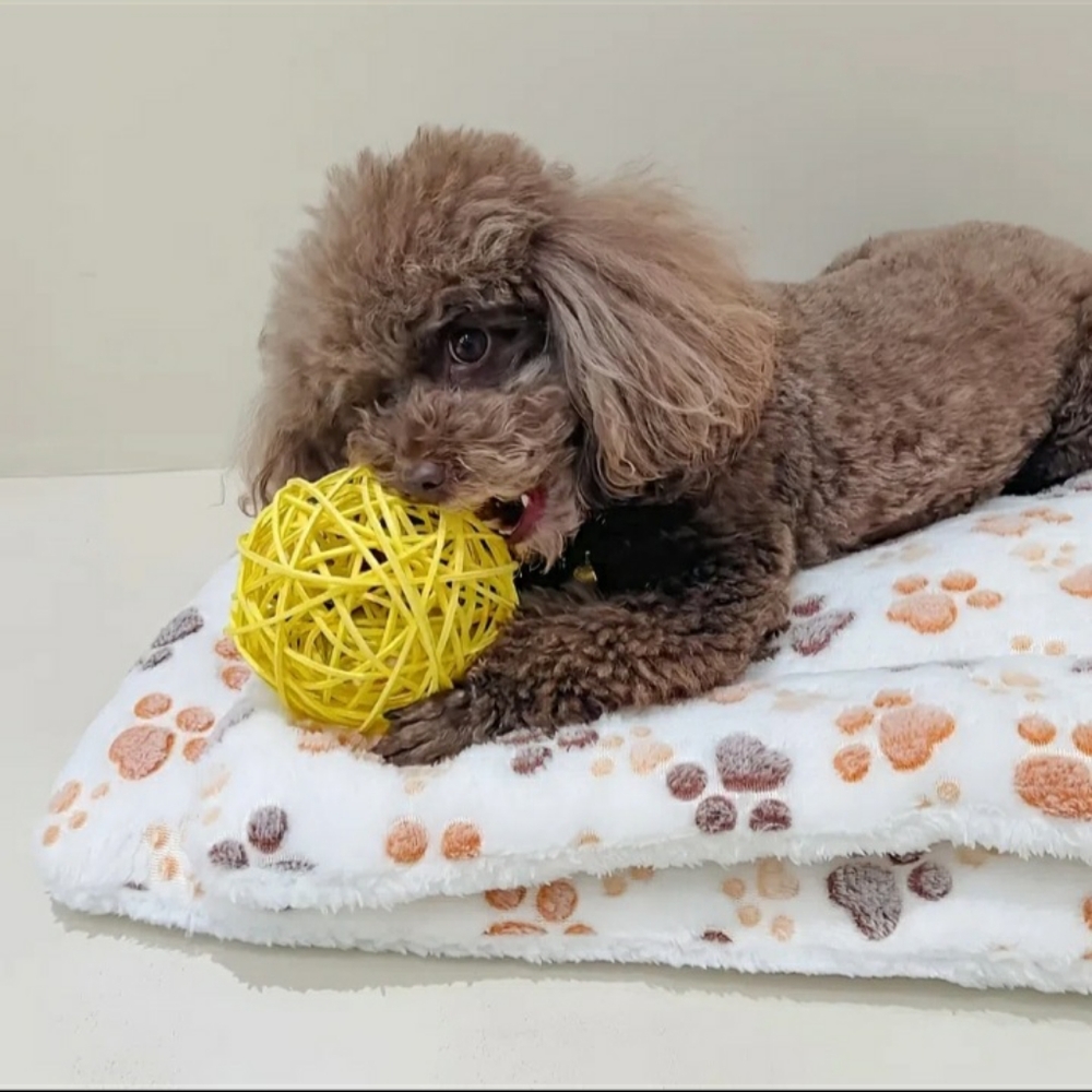 Pet blankets
